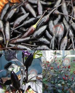 Siyah acı biber tohumu royal black chili pepper