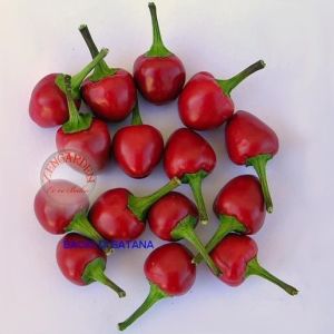Satans kiss acı biber tohumu