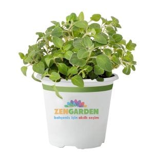 İtalyan geniş yapraklı kekik tohumu italian oregano