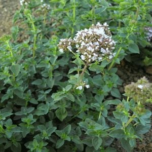 İtalyan geniş yapraklı kekik tohumu italian oregano