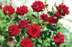 Yoğun kokulu yerli iri çiçekli  gül fidanı aşılı 3+ yaş