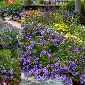 Sisyrinchium moody blues mavi gözlü iris çimi