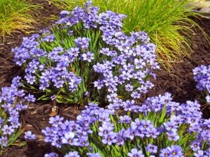 Sisyrinchium moody blues mavi gözlü iris çimi