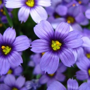 Sisyrinchium moody blues mavi gözlü iris çimi