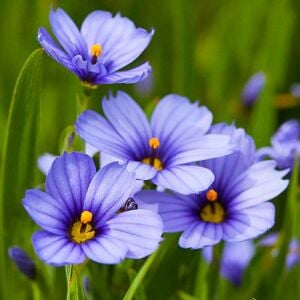 Sisyrinchium moody blues mavi gözlü iris çimi