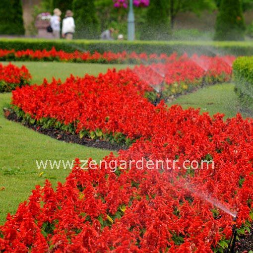 Kırmızı bodur salvia tohumu ateş çiçeği blaze of fire