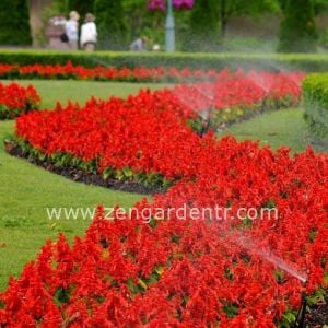 Kırmızı bodur salvia tohumu ateş çiçeği blaze of fire