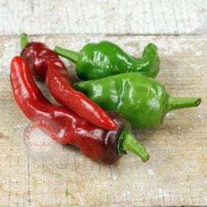 Sivri biber tohumu tatlı melrose pepper