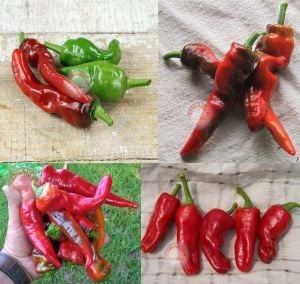 Sivri biber tohumu tatlı melrose pepper