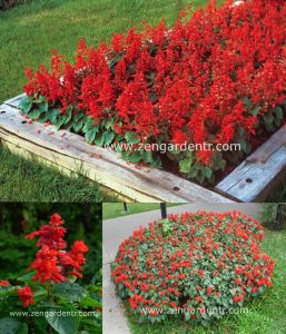 Kırmızı bodur salvia tohumu ateş çiçeği blaze of fire