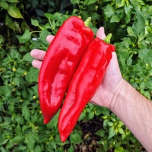 Kapya biber tohumu İtalyan kırmızı corno di toro rosso