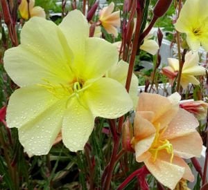 Apricot Delight ezan çiçeği fidesi Oenothera odorata