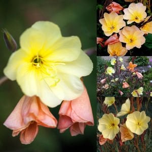 Apricot Delight ezan çiçeği fidesi Oenothera odorata