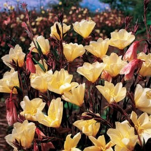 Apricot Delight ezan çiçeği fidesi Oenothera odorata