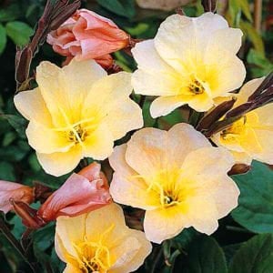 Apricot Delight ezan çiçeği fidesi Oenothera odorata