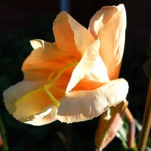 Apricot Delight ezan çiçeği fidesi Oenothera odorata