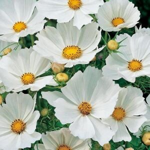 Beyaz cosmos tohumu kozmos çiçeği bipinnatus purity