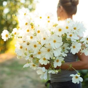 Beyaz cosmos tohumu kozmos çiçeği bipinnatus purity