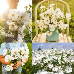 Beyaz cosmos tohumu kozmos çiçeği bipinnatus purity