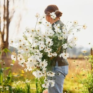 Beyaz cosmos tohumu kozmos çiçeği bipinnatus purity