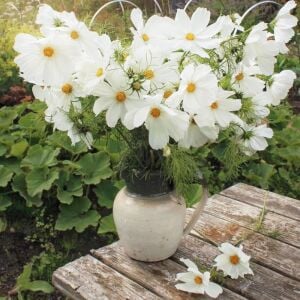 Beyaz cosmos tohumu kozmos çiçeği bipinnatus purity