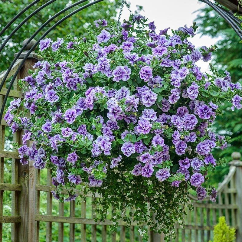 Katlı sarkan petunya fidesi kokulu eflatun kırçıllı çiçek priscilla tumbelina 1 fide