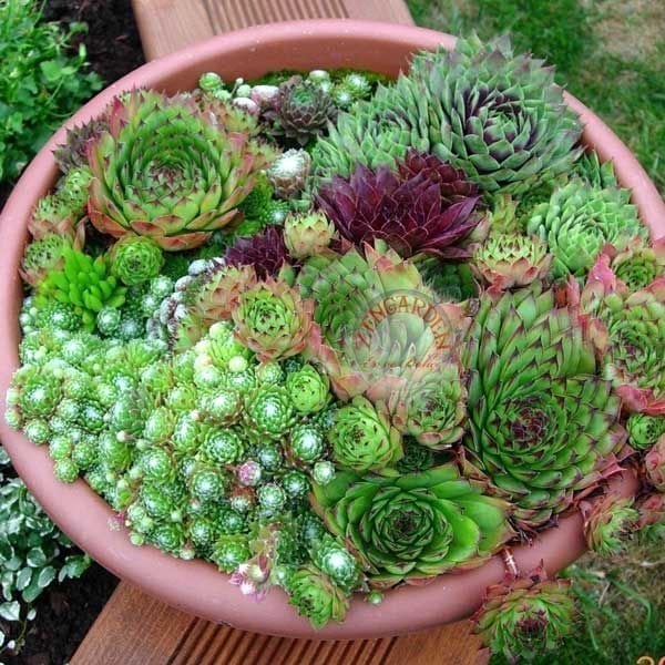 Sempervivum sukulent bitki succulent