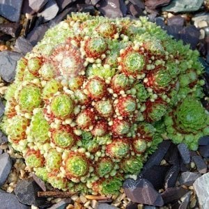 Sempervivum sukulent bitki succulent