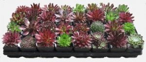Sempervivum sukulent bitki succulent