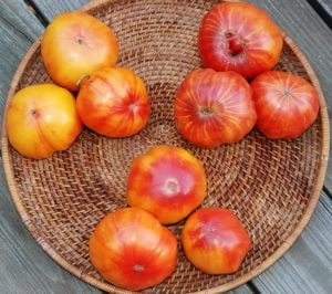 Mr. stripey bostan domates tohumu heirloom tomato