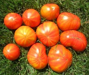 Mr. stripey bostan domates tohumu heirloom tomato