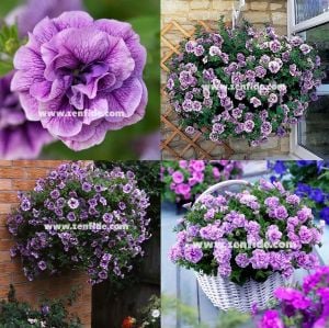 Katlı sarkan petunya fidesi kokulu eflatun kırçıllı çiçek priscilla tumbelina 3 fide