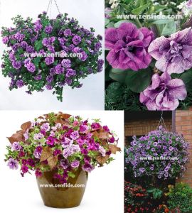 Katlı sarkan petunya fidesi kokulu eflatun kırçıllı çiçek priscilla tumbelina 3 fide