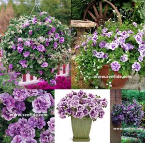 Katlı sarkan petunya fidesi kokulu eflatun kırçıllı çiçek priscilla tumbelina 3 fide