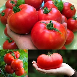 Selanik domatesi tohumu doğal thessaloniki tomato