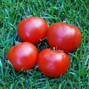 Selanik domatesi tohumu doğal thessaloniki tomato