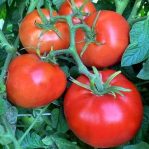 Selanik domatesi tohumu doğal thessaloniki tomato