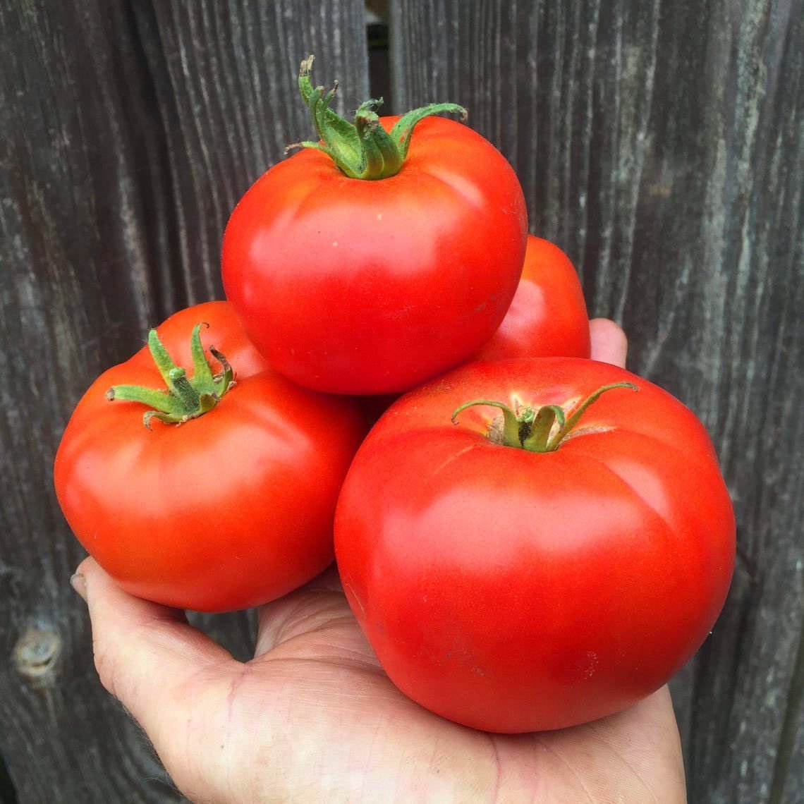 Selanik domatesi tohumu doğal thessaloniki tomato