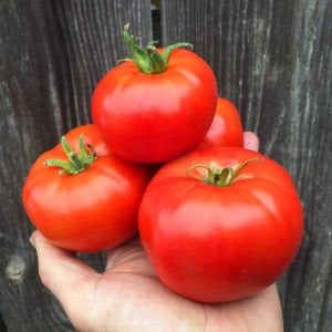 Selanik domatesi tohumu doğal thessaloniki tomato