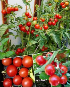 Erkenci domates tohumu geleneksel çekoslovak domatesi early czech stupice tomato