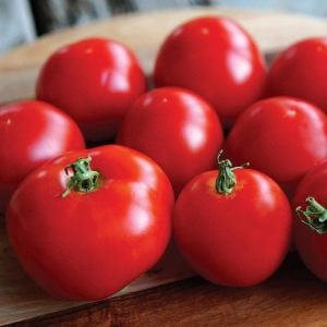 Erkenci domates tohumu geleneksel çekoslovak domatesi early czech stupice tomato