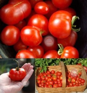 Erkenci domates tohumu geleneksel çekoslovak domatesi early czech stupice tomato