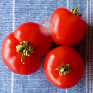 Erkenci domates tohumu geleneksel çekoslovak domatesi early czech stupice tomato