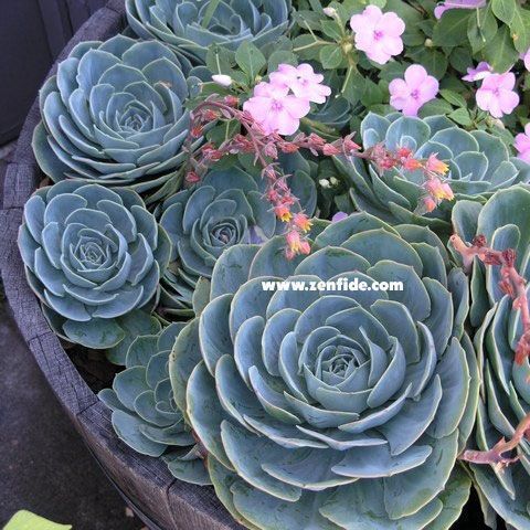 Echeveria ramillete dev boya erişen çiçekli