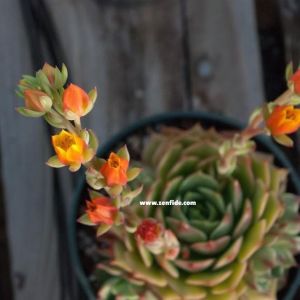 Echeveria ramillete dev boya erişen çiçekli