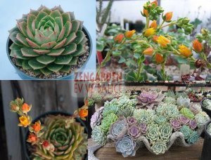 Echeveria ramillete dev boya erişen çiçekli