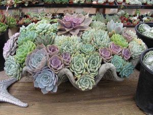 Echeveria ramillete dev boya erişen çiçekli