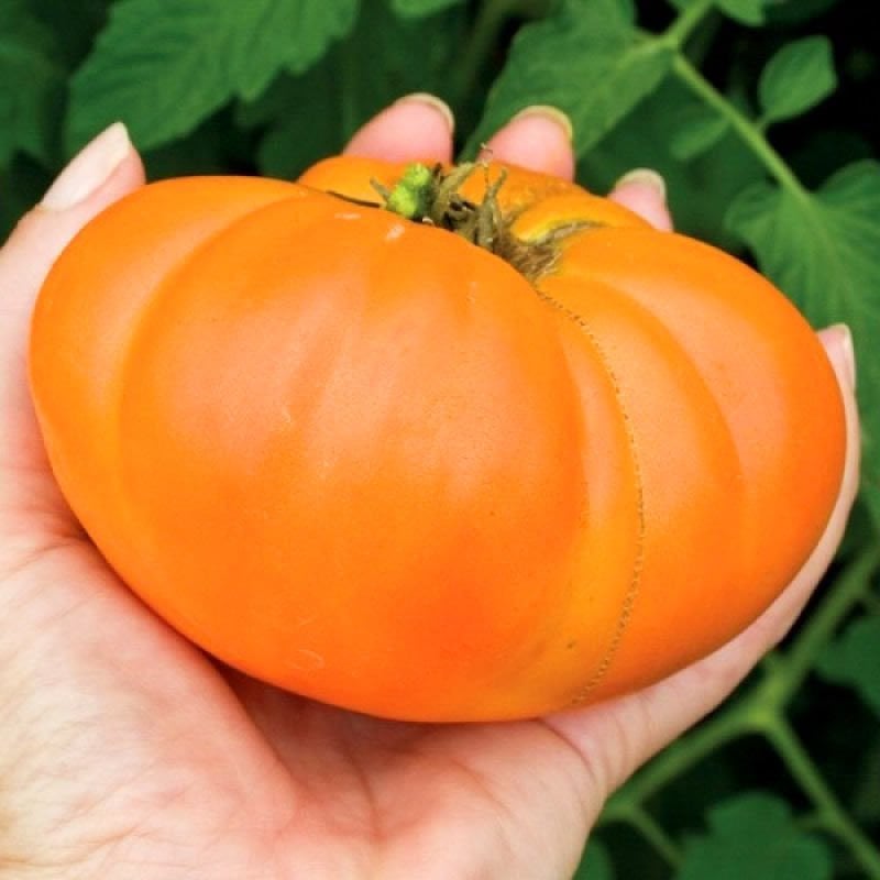 Kellogg turuncu domates tohumu geleneksel kellogg's breakfast tomato