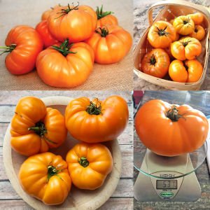 Kellogg turuncu domates tohumu geleneksel kellogg's breakfast tomato