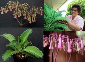 Kalanchoe laetivirens sukulent bitki geniş yapraklı